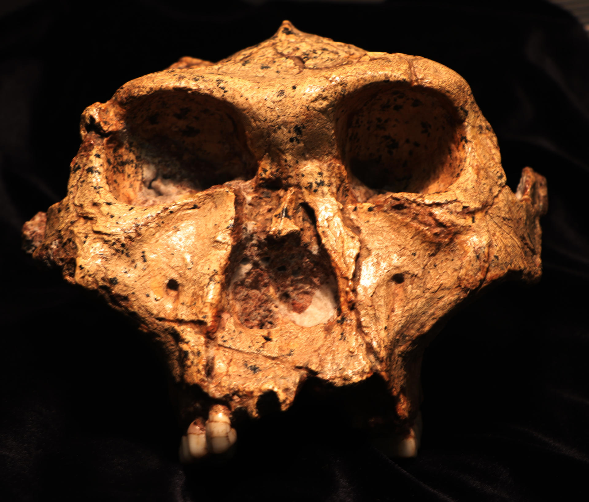 Las proteínas antiguas arrojan luz sobre Paranthropus robustus,un extinto pariente humano